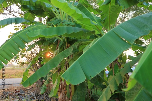 Banana trees with sun light