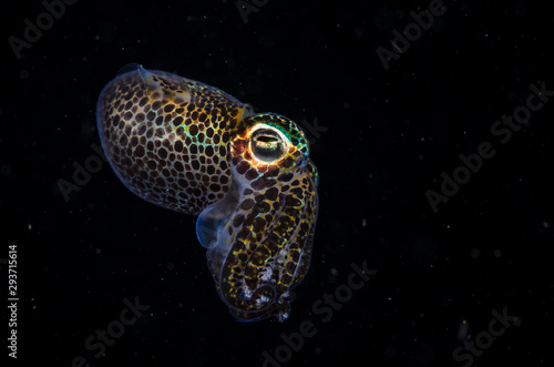 Bobtail squid photo