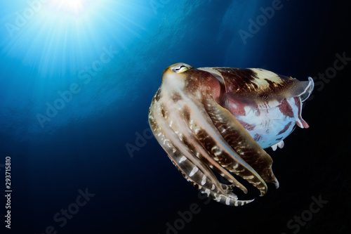 Cuttlefish  photo