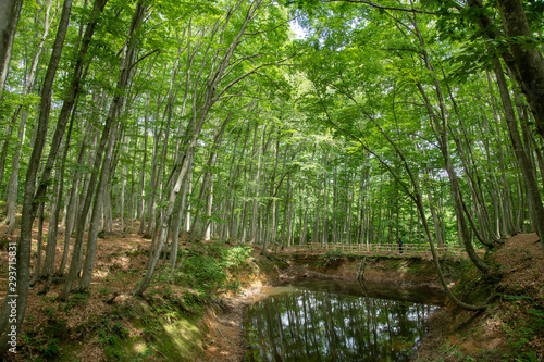 Wallpaper Mural 美人林 Torontodigital.ca