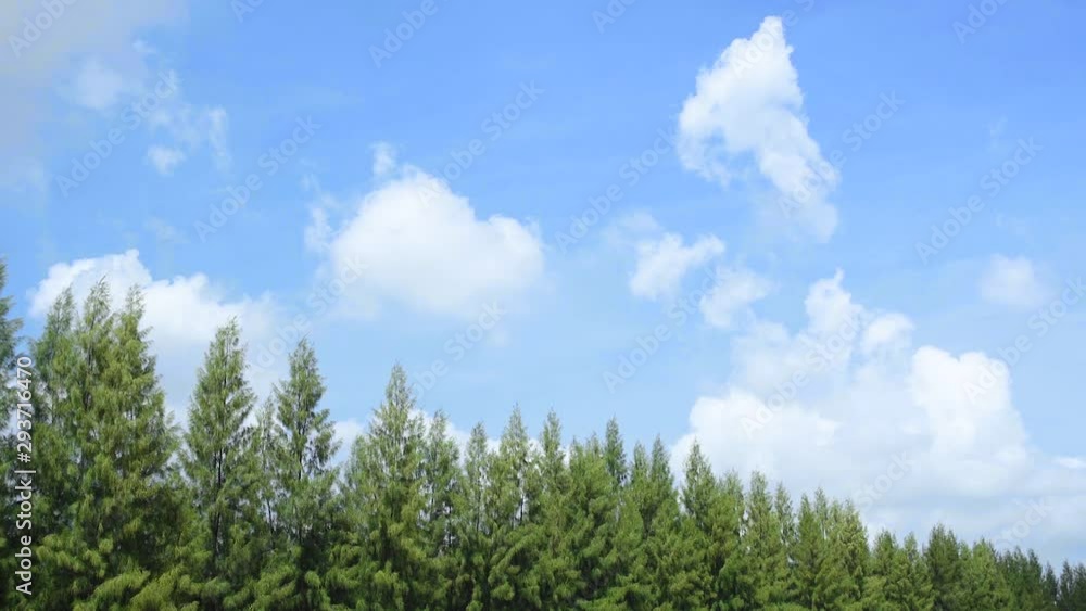 Bright Blue Sky and Line of Pine Tree Bright Blue Sky and Line of Pine Tree