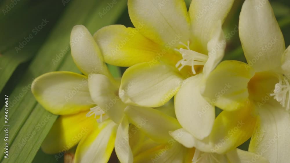 white Freesia refracta in backyard white Freesia refracta in backyard