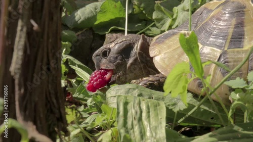 Tortoise turtle eating raspberry on a sunny meadow photo