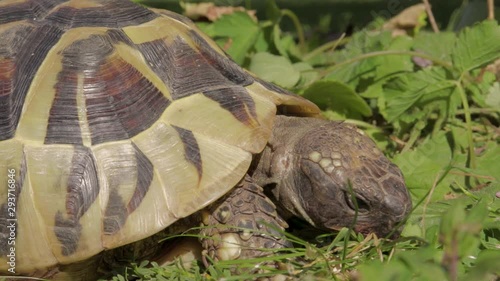 Tortoise turtle looking around and eating grass a sunny meadow close up photo