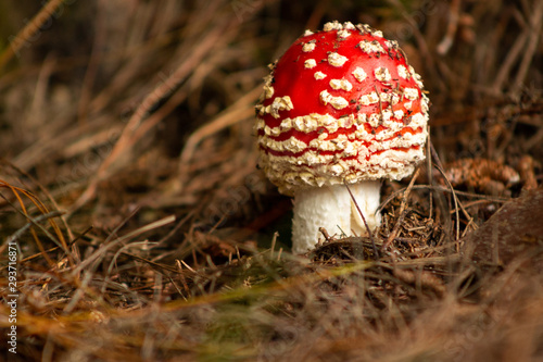 Amanita