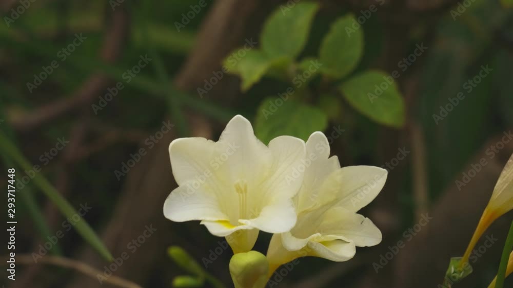 white Freesia refracta in backyard white Freesia refracta in backyard