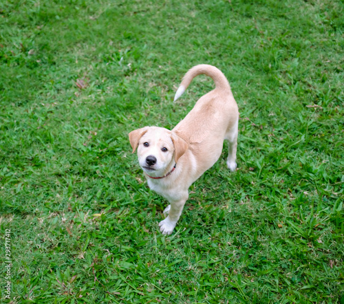 Little Labrador Retriever Puppy Looking at Camera
