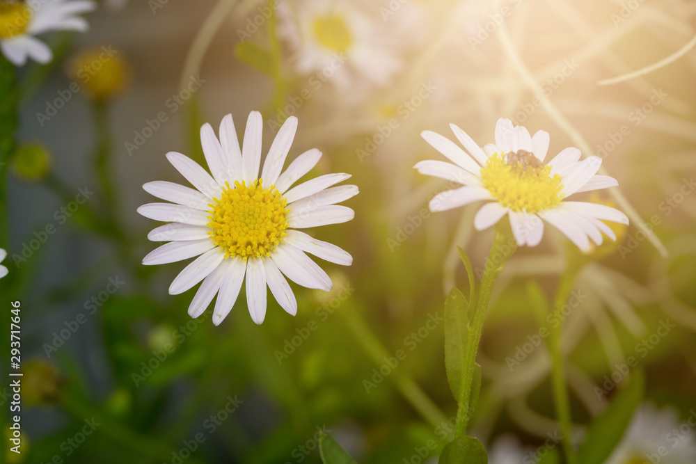 Obraz premium Little white daisy flower with green bokeh