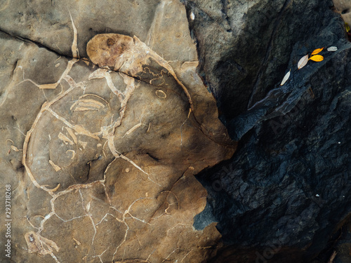 Remains of extinct cephalopods Ammonites. Traces of shell in the rock photo