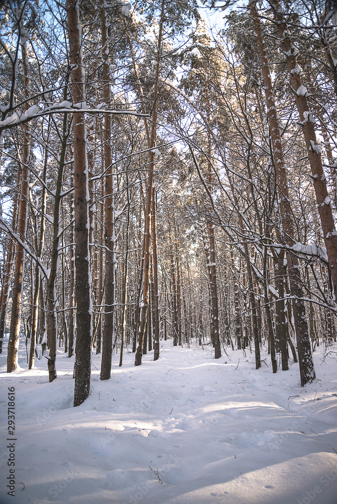 Beautifyl snowy pine forest on sunny day. Vertical picture Beautifyl snowy pine forest on sunny day. Vertical picture