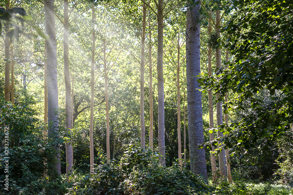 Obraz premium Summer poplars on sunny day