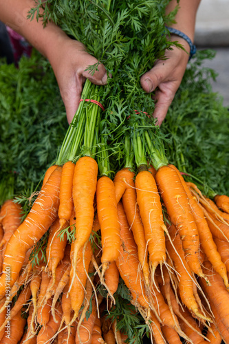 Organic produce at a farmer's market. A top down view of person picking up bunches of healthy orange carrots from a market stand during a local food fair.