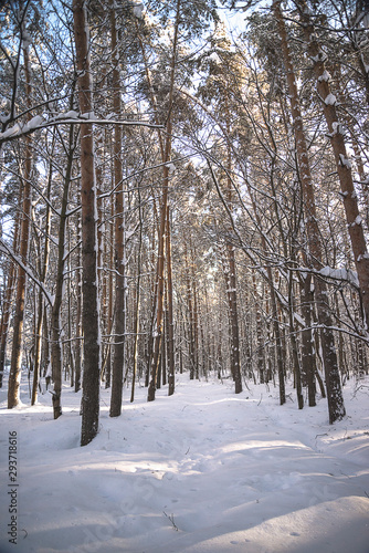 Beautifyl snowy pine forest on sunny day. Vertical picture © stsvirkun