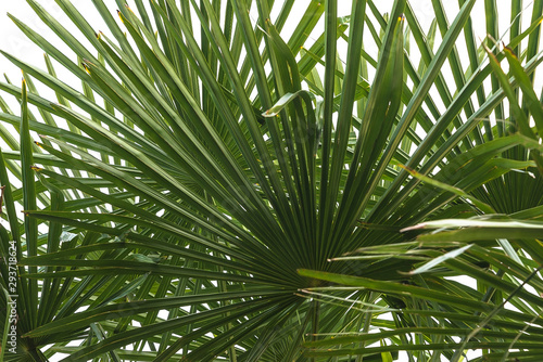 Palm leaves against the sky