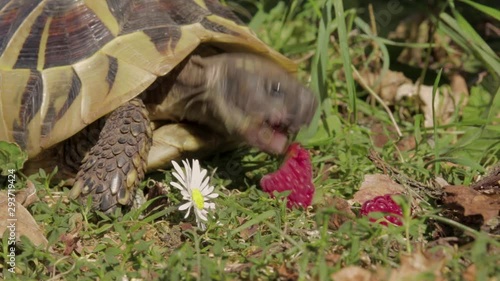 Tortoise turtle eating raspberry on a sunny meadow close up photo
