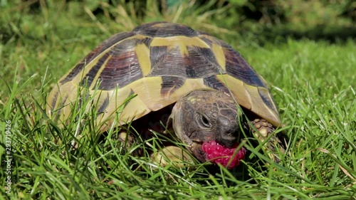 Tortoise turtle eating raspberry on a sunny meadow photo