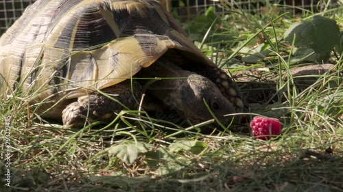 Tortoise turtle eating raspberry and walking around on a sunny meadow photo