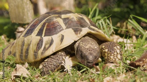 Tortoise turtle eating raspberry on a sunny meadow close up photo
