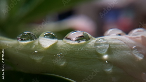 water drops on a leaf