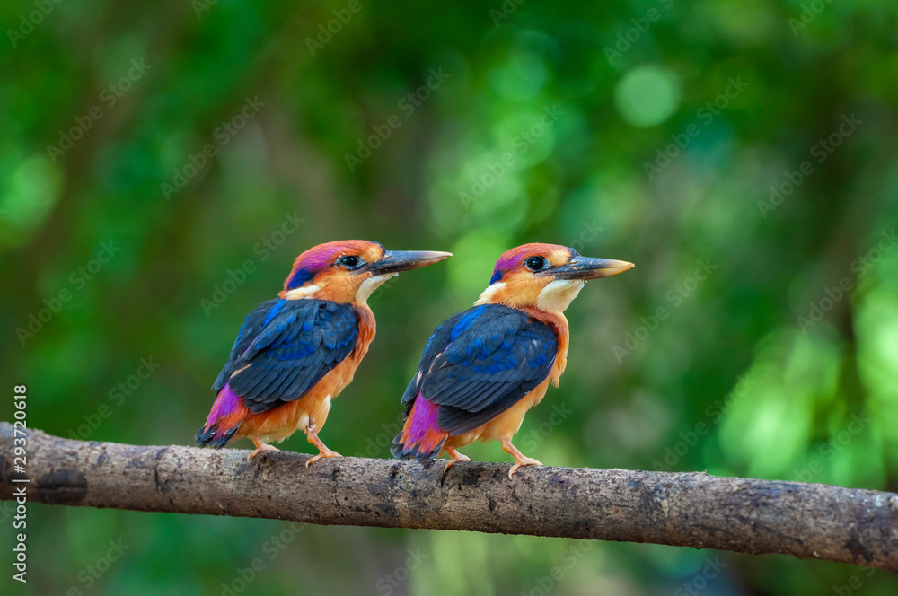 Obraz premium Oriental Dwarf Kingfisher Cheeks near Chiplun,Maharashtra,India