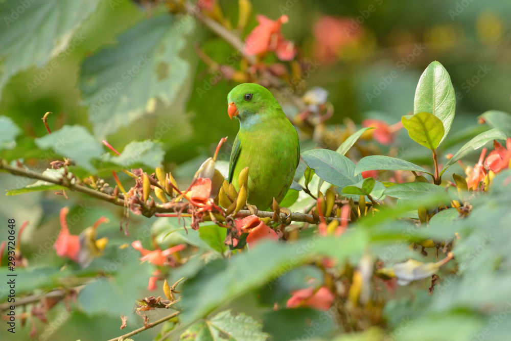 Obraz premium Vernal Hanging parot near Satara,Maharashtra