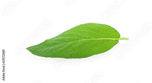 Fresh sage leaf isolated on white background photo