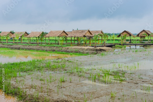 View of many huts in the rice fields that have just been cultivated after the rain stopped