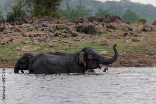 Elephant Herd bathing in kabini backwaters Kabini Nagarhole Karnataka India