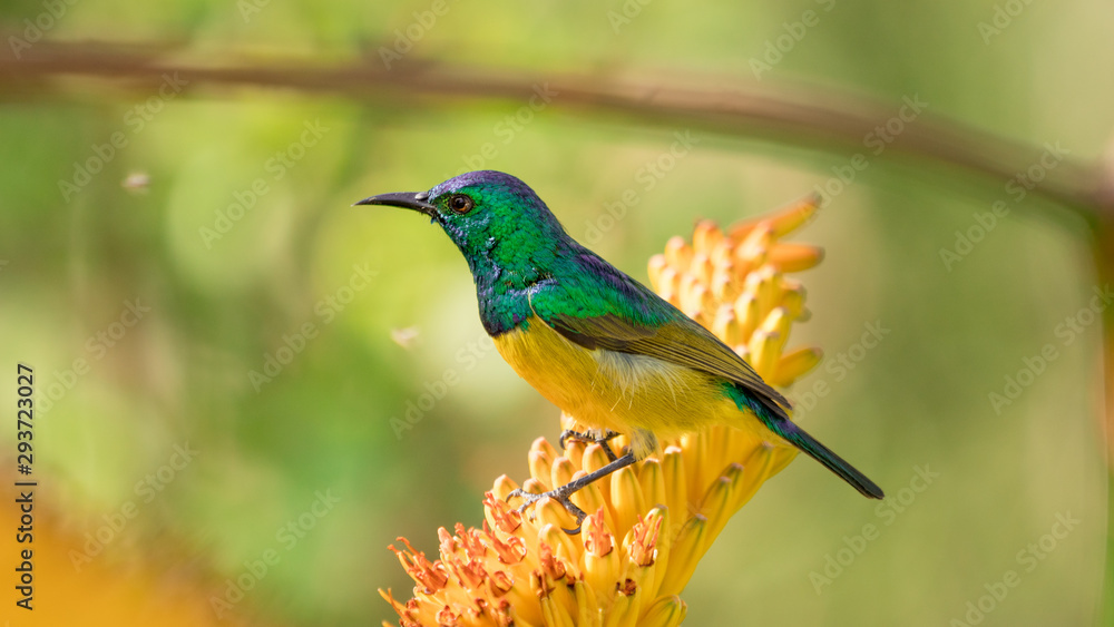 sunbird on aloe flower sunbird on aloe flower