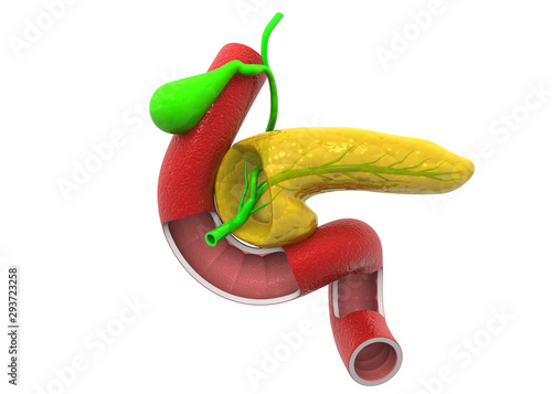 Foto Pancreas. 3d render.