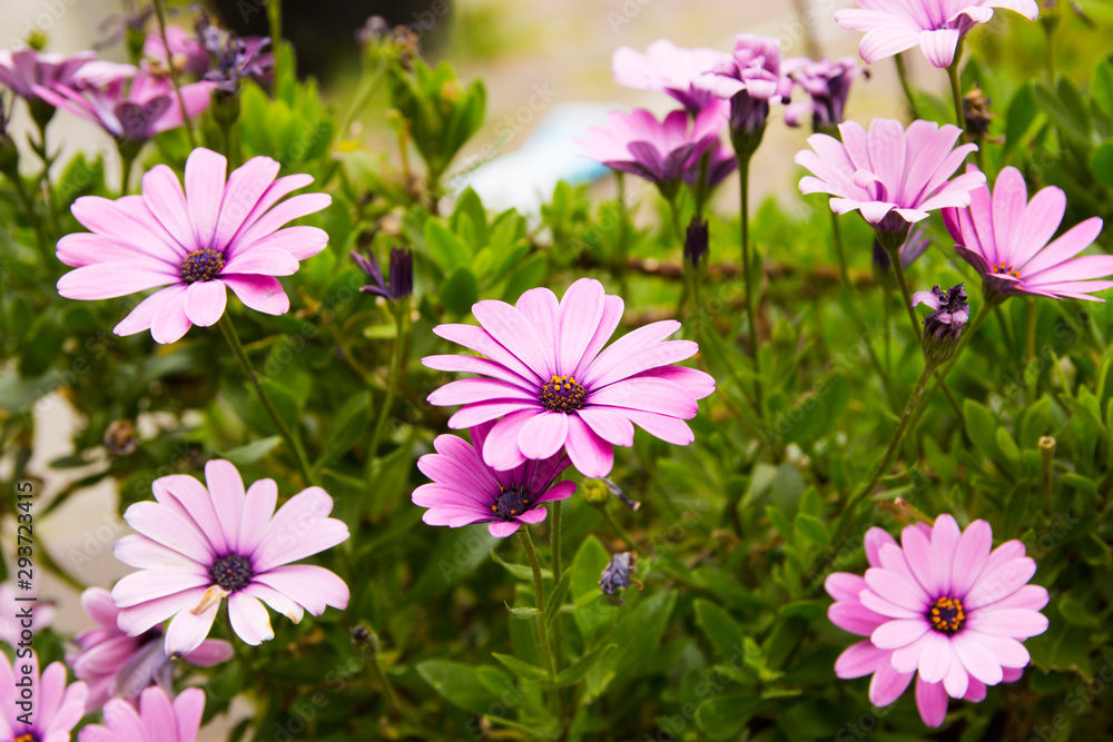blooming flower blooming flower