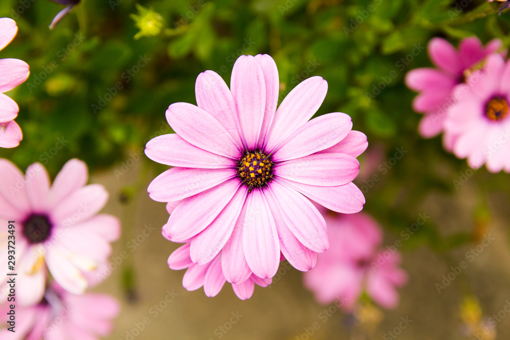 Fototapeta premium blooming flower