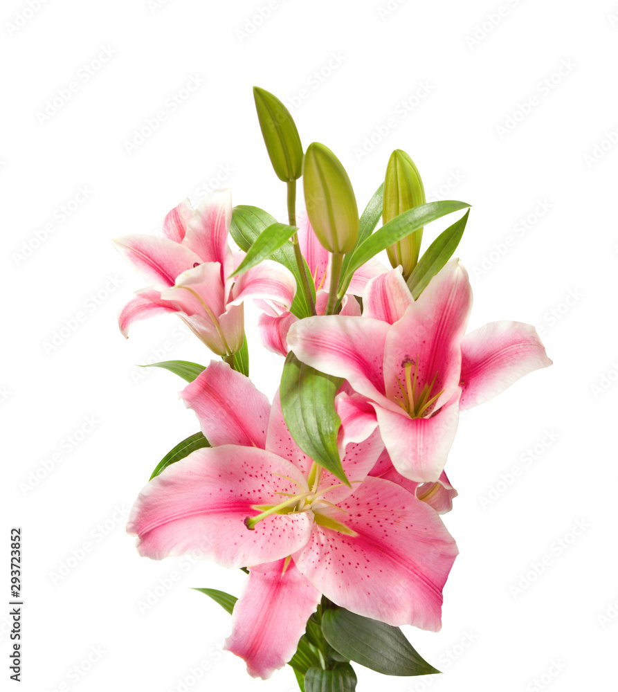 Pink Lilies isolated on a white background.