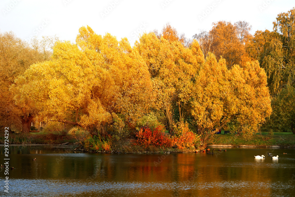 Photo of an autumn landscape with yellow trees on a pond