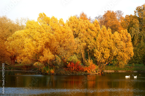 Photo of an autumn landscape with yellow trees on a pond