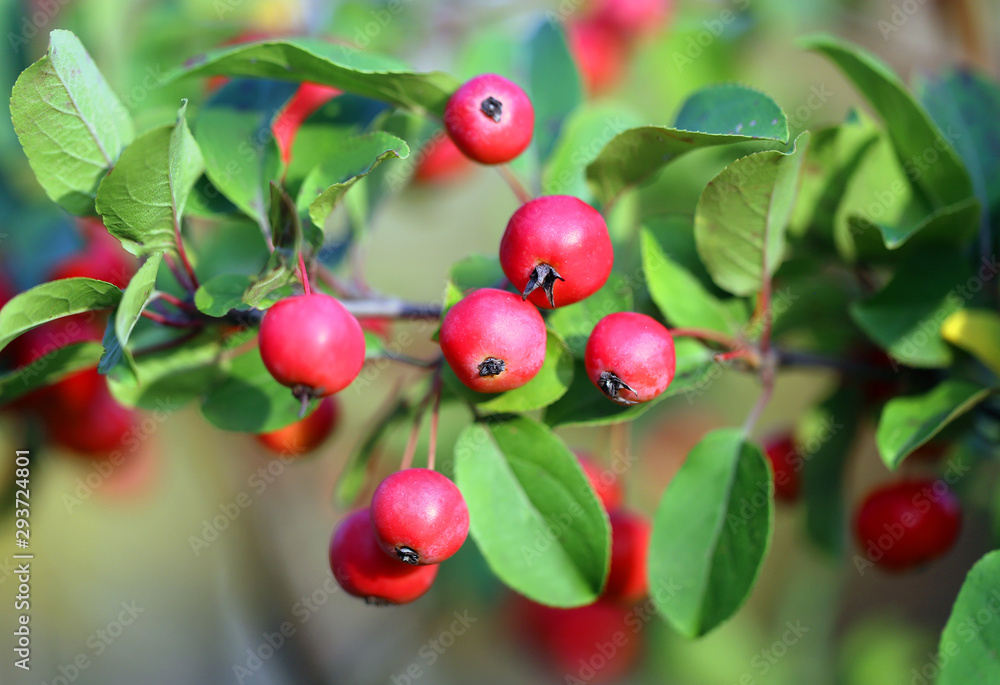 Macro photo of autumn red berries Macro photo of autumn red berries