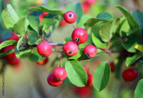 Macro photo of autumn red berries