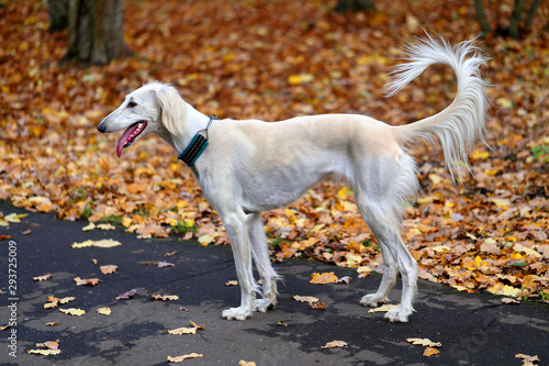 Macro photo of a beautiful white greyhound dog
