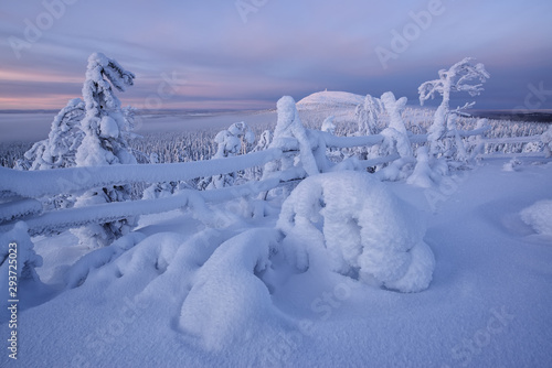 Finland, Lapland, Luosto, winter forest