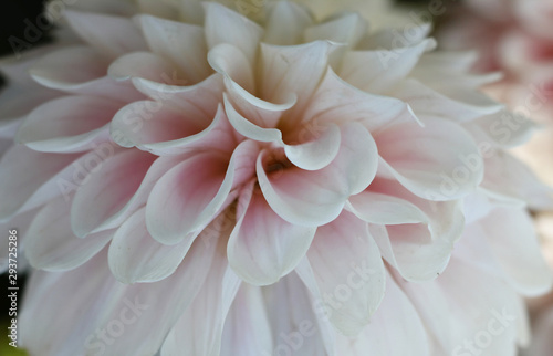 White  flower with pink petals. Details of filled Dahlia.  © petra