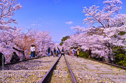 京都市東山区、桜が満開の蹴上インクライン