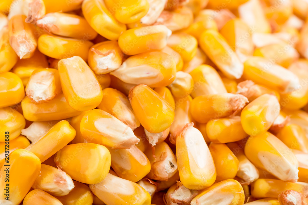 Corn on a white background