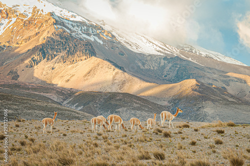 Vicunas del Chimborazo photo