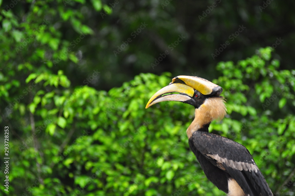Obraz premium Hornbill in nature thailand