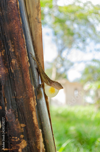 Anole Lizard Protracting Its Dewlap photo