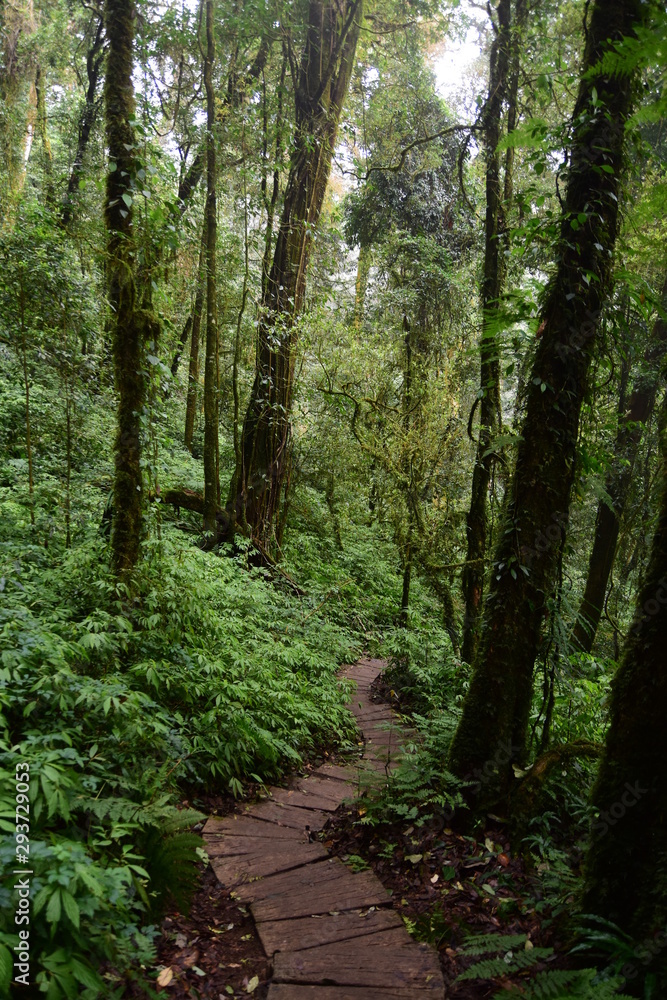 Fototapeta premium Beautiful green forest in Thailand