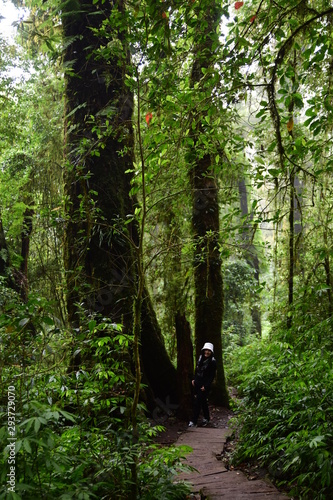 Beautiful green forest in Thailand