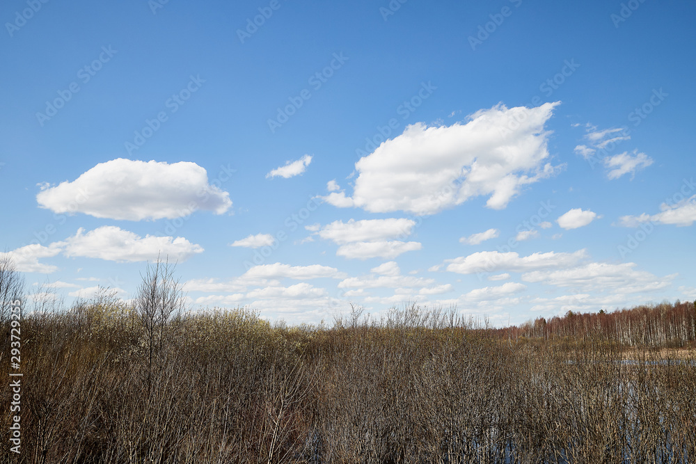 Spring landscape with yellow grass, tree without leaves in forest and blue sky with white clouds in background