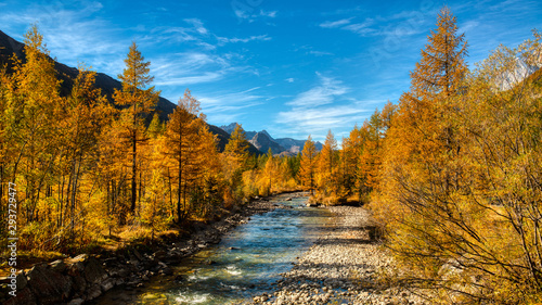 Autumn colors in mountain forest with river, Aosta valley