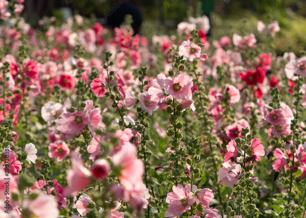 Group of Pink Hollyhock Flowers, Selective Focus